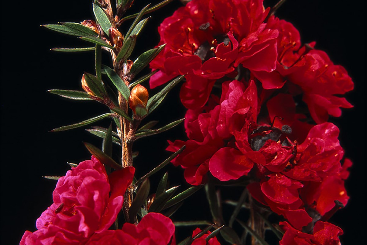 Leptospermum Crimson Glory(1).jpg